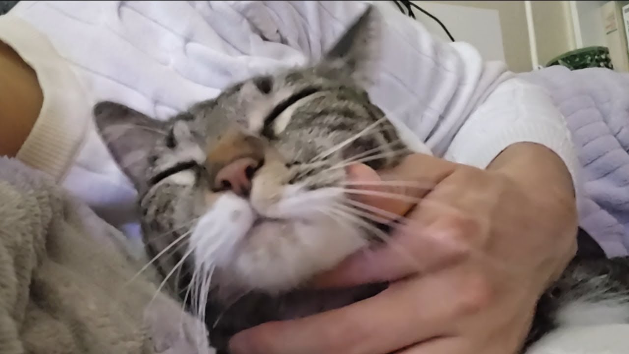 고로로롱고로롱... 날 만져냐옹