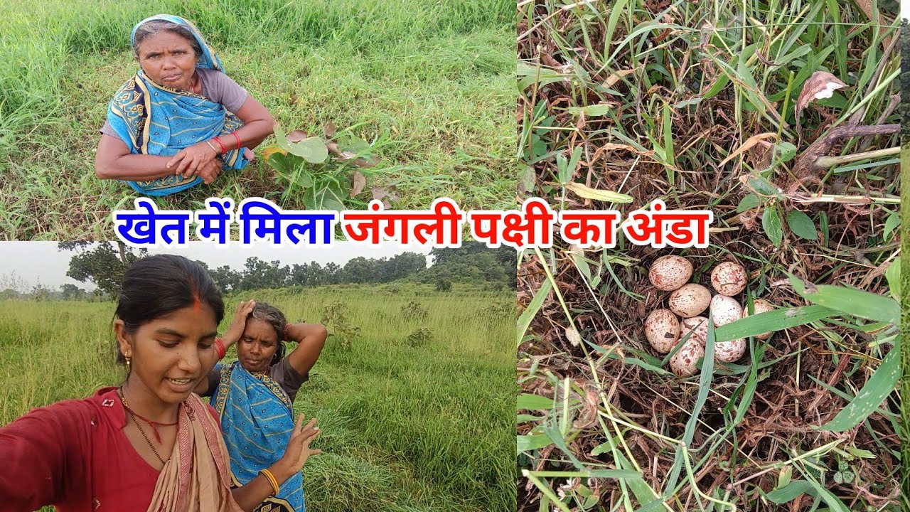 खेत में मिला जंगली पक्षी का अंडा पहली बार देखे #sciencewalasankar