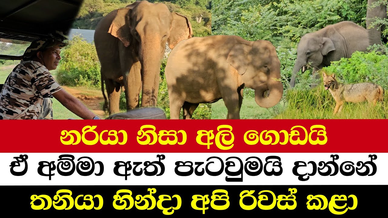 නරියා නිසා අලි ගොඩයි | ඒ අම්මා ඇත් පැටවුමයි දාන්නේ | තනියා හින්දා අපි රිවස් කළා