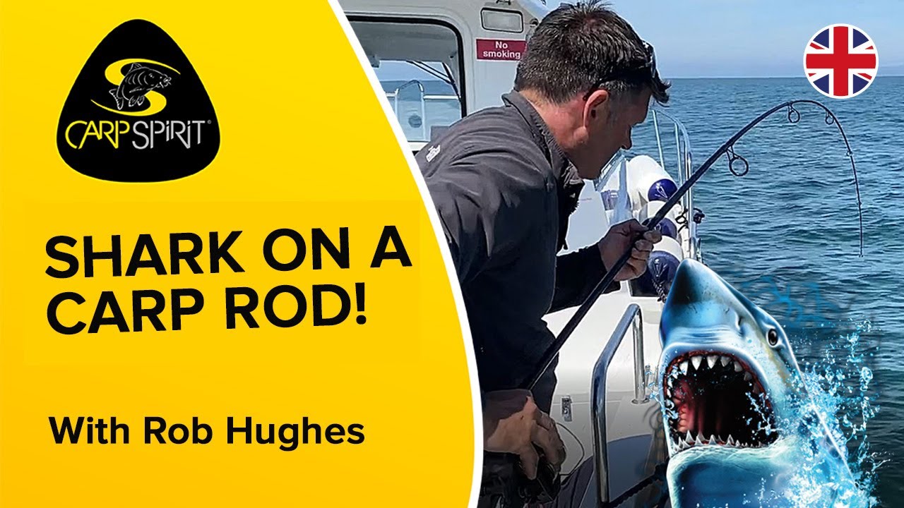Shark on a Carp Rod!