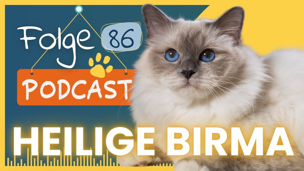 Die Heiligen Birma - Immer an deiner Seite I #86