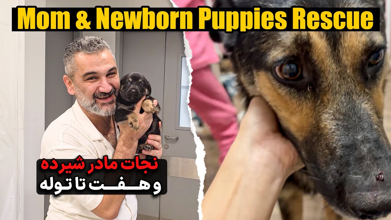نجات مادر شیرده  و هفت تا توله 🐾 Rescue of the mother and her newborn puppies 🐶💚