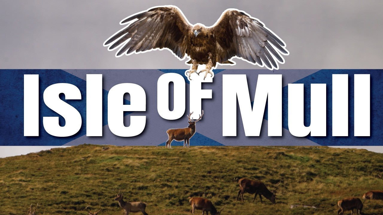 Isle of Mull Wildlife Adventure | Nikon Z8 Super Telephoto