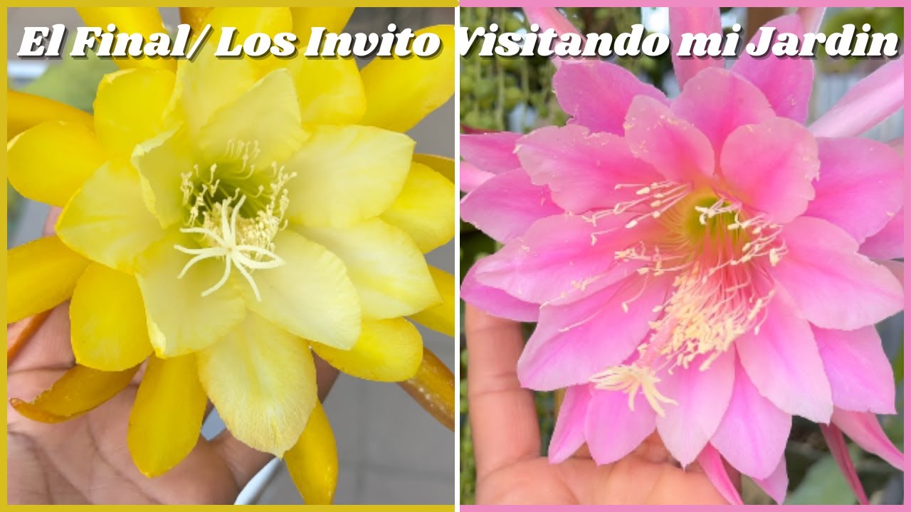 El Final: Los Invito Visitando mi Jardin