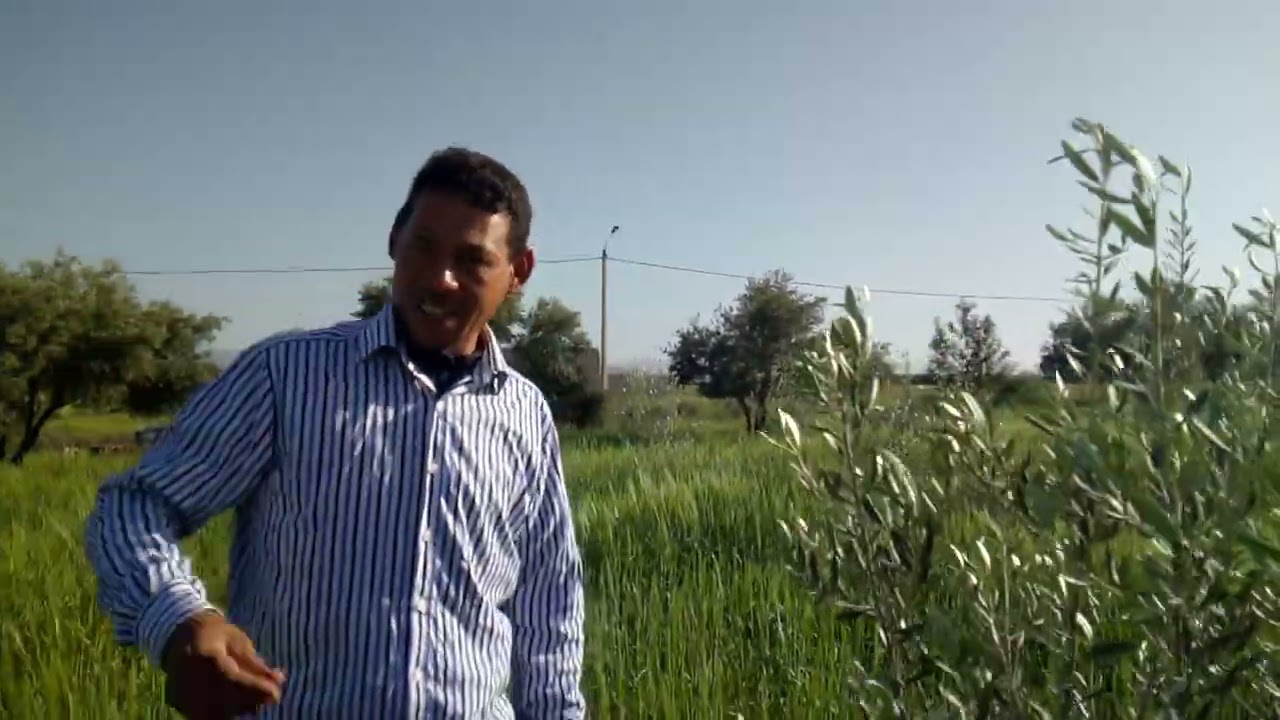 الزيتون البوري مشاكل وحلول وهدية من صديق للقناة