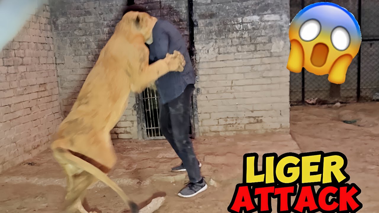 Liger Nai Junaid Pai Hamla Kr Dia 🦁😲