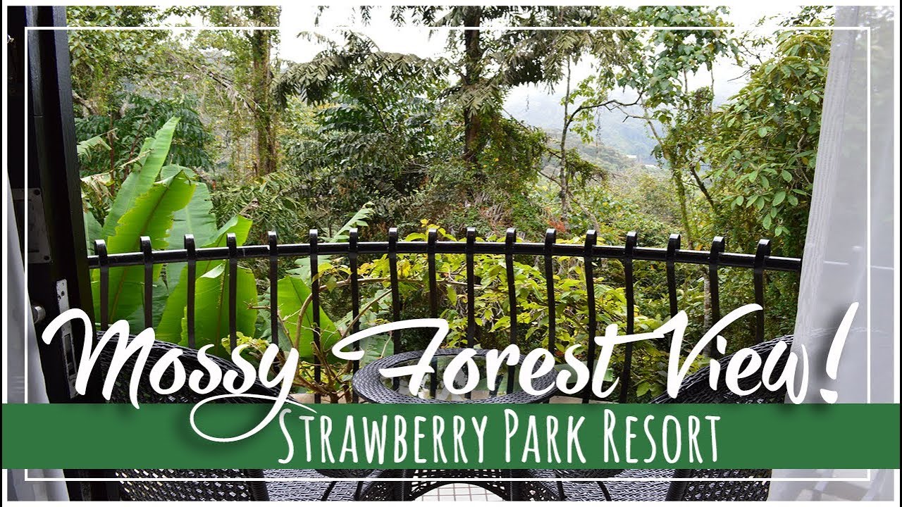 Strawberry Park Resort Cameron Highlands at the Mossy Forest
