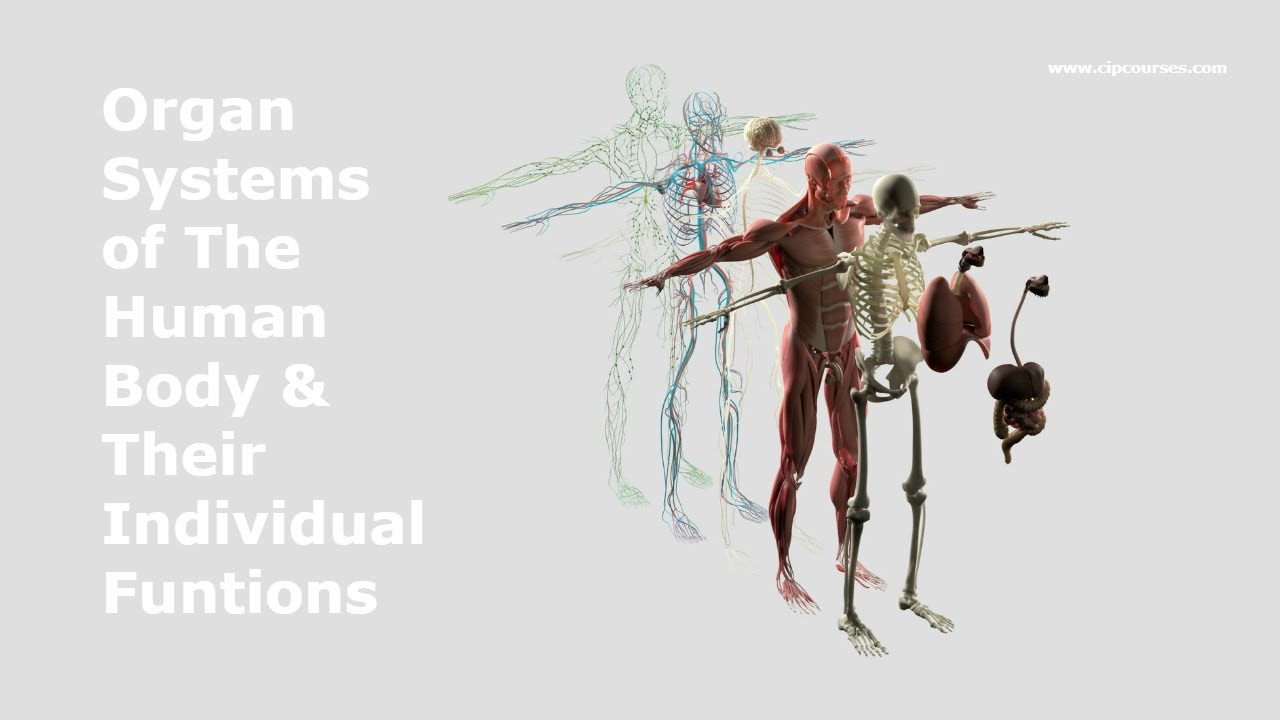 The 11 Major Organ Systems & Their Functions