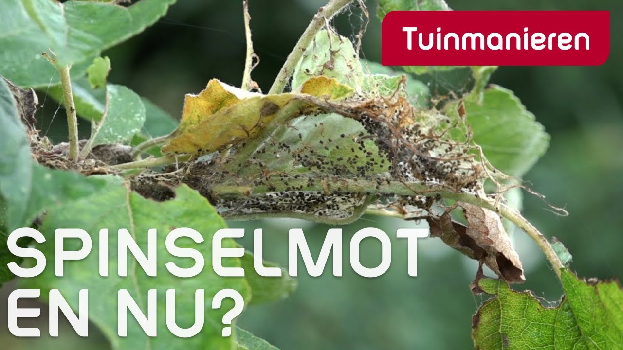 De Spinselmot, de larven van de rups maken webachtige, gesponnen nestjes in de boom.