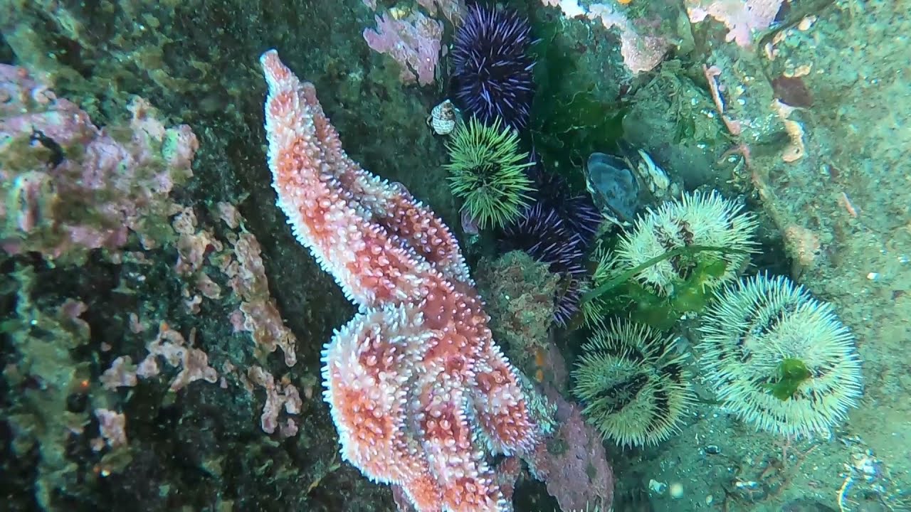 East Sooke Dive