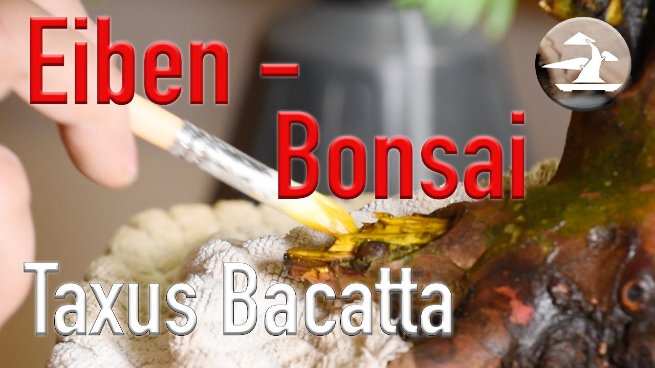 Eibe Weiterentwicklung Jänner 25