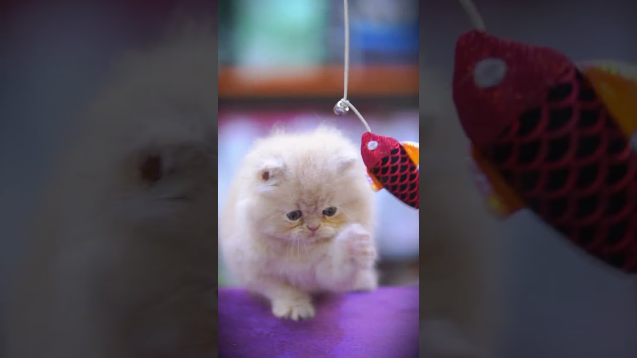 "Sweet & Cuddly Kittens Await You"