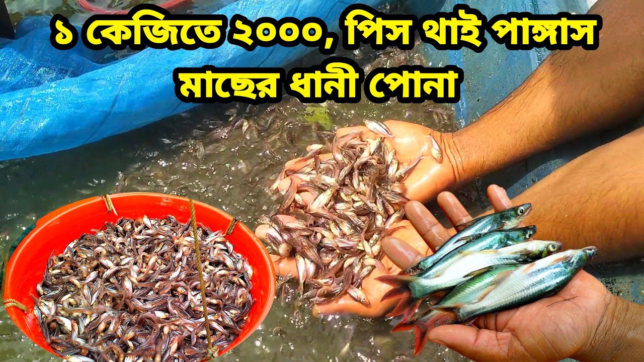 ২০০০ পিস ১ কেজিতে থাই পাঙ্গাস মাছের ধানী পোনা পুকুরে চাষের পদ্ধতি ও খাদ্য নিরাপত্তা। 01717692416