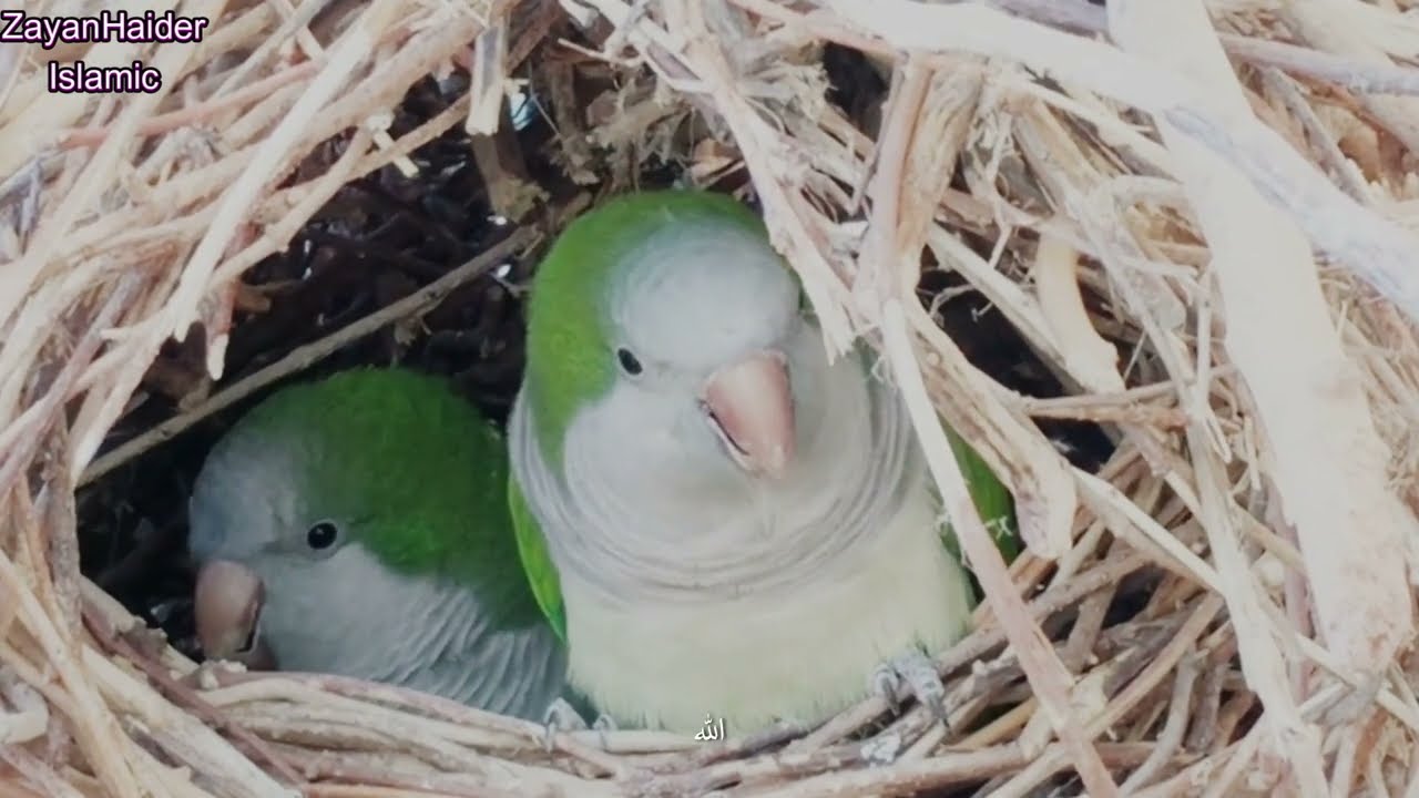 Beautiful Islamic Nasheed 2026 | Peaceful Vocal Nasheed with Birds & Nature Views
