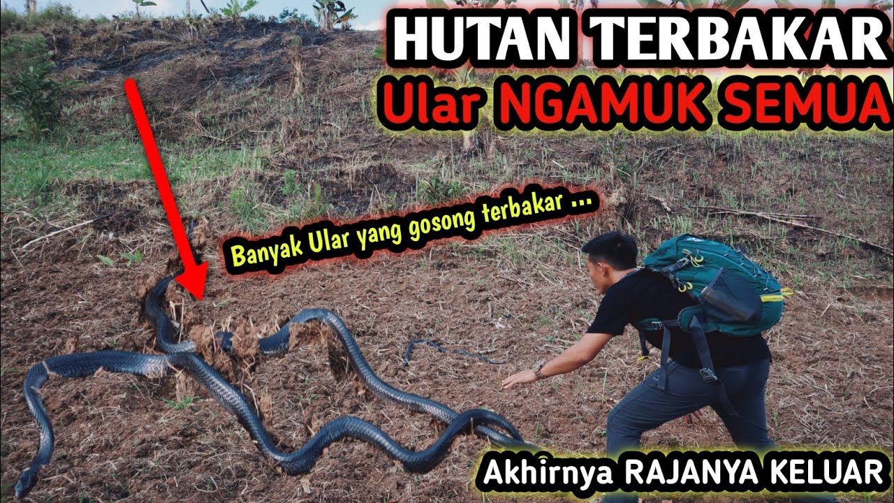 RAJA ULAR NGAMUK! HUTAN TERBAKAR HABIS! BANYAK ULAR YANG GOSONG TERBAKAR #cobra