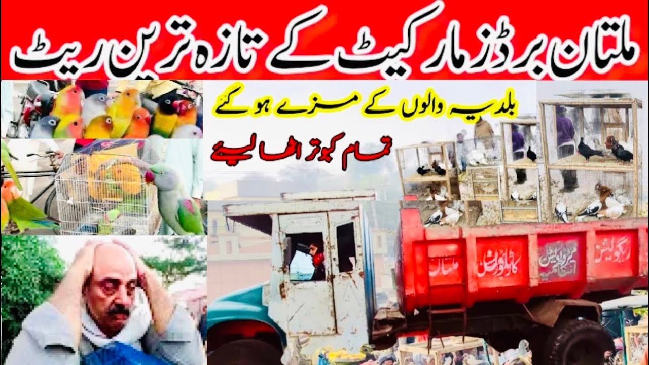 Multan kabooter mandi m aj kon aye ?? #kabootarbazi #khaal #pigeon #birds #java #parrots