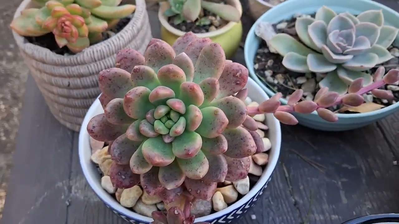 Suculentas hermosas os muestro en este video🤭🤭🤭