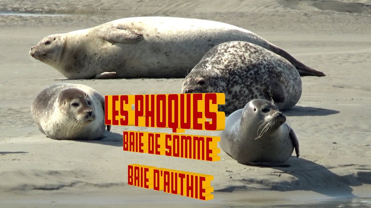 Les phoques de la Baie de Somme et de la Baie d'Authie
