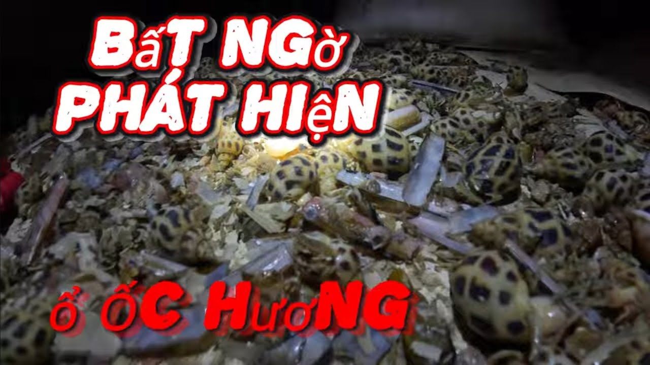 Bất Ngờ Phát Hiện Ổ Ôc Hương// Ngư Dân Đánh Bắt Ốc Hương// Trúng Đậm Sau 20 H Lên Đên Trên Biển
