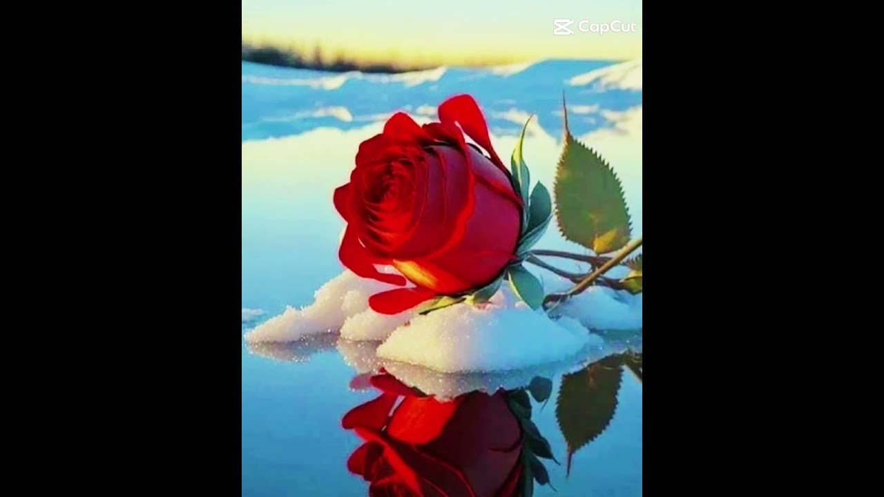 Hermosas im&aacute;genes de flores .