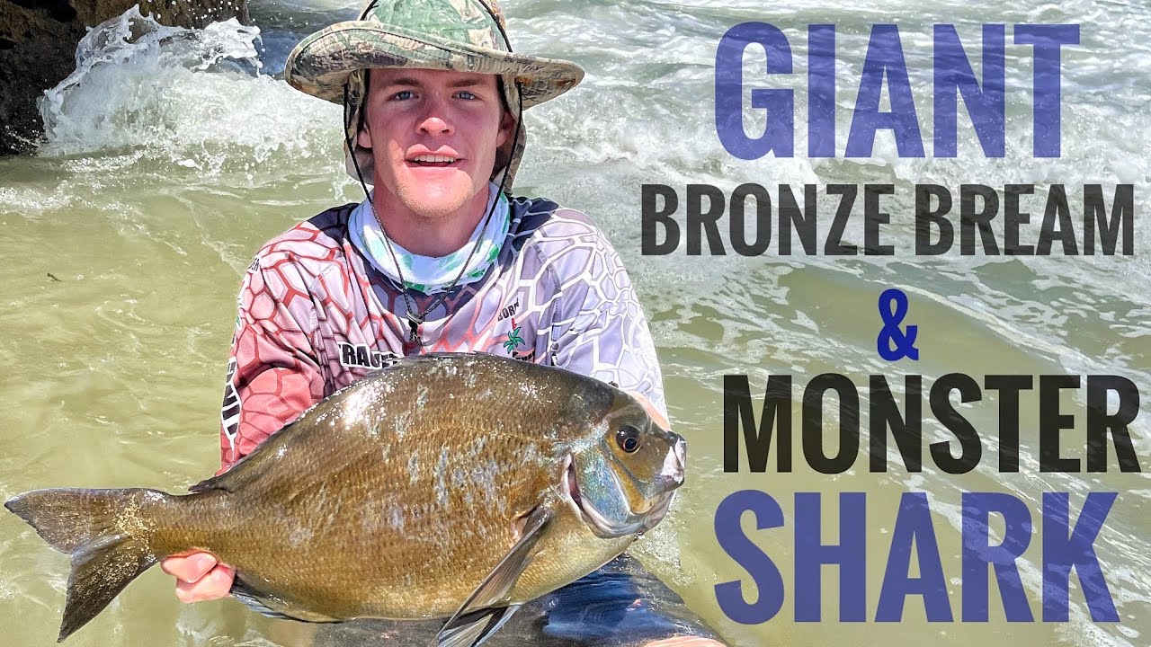 This is Dangerous! Giant Bronze Bream, Huge Shark and Black Mussel Cracker!