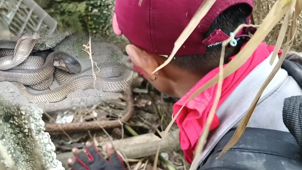 MALALAKING COBRA SA BUKID NG MGA MAGSASAKA | COBRA HUNTERS PH