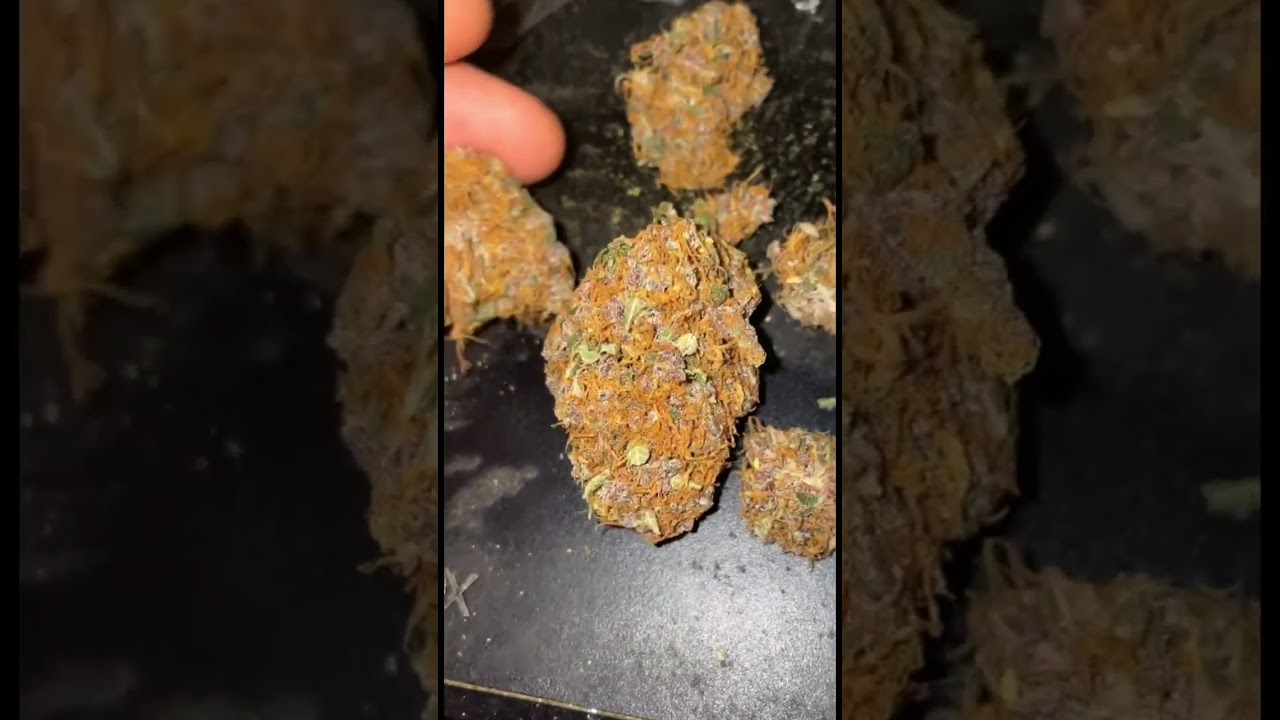 Mendocino strain