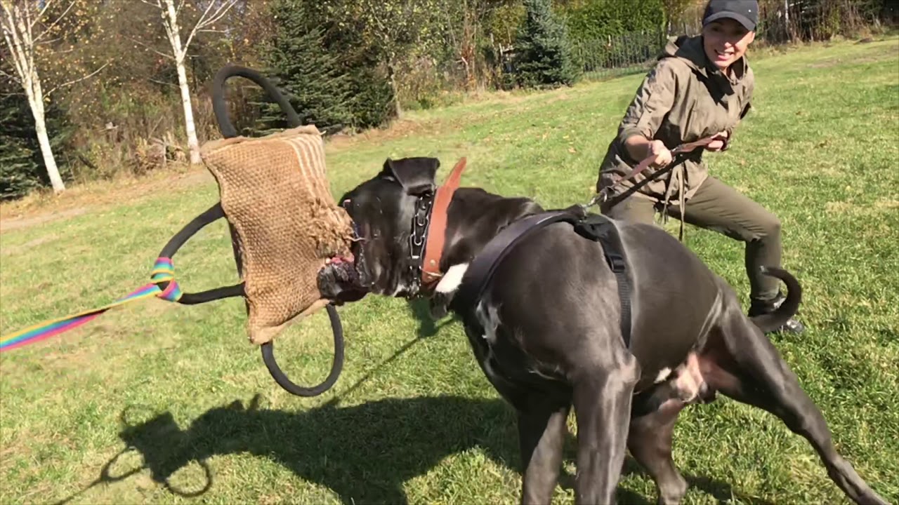 Frambos Club K-9 protection