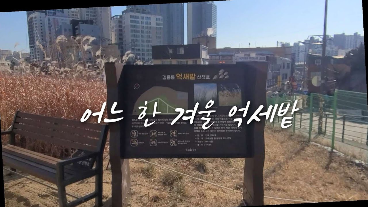 국악과 함께 억새밭을 걸었어요. / 길음동 억새밭 산책로 