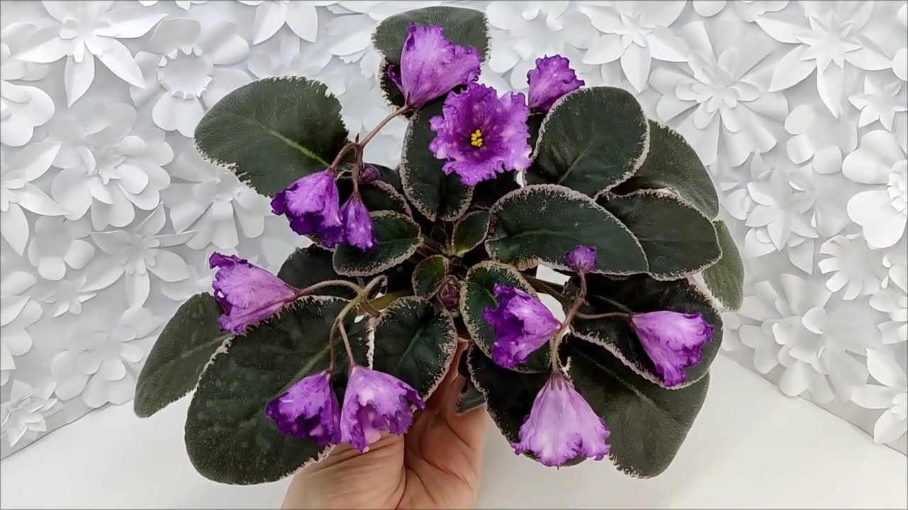 Фиалка Nik-Кони в Яблоко #flowers #цветы #ялта #крым #цветыдлядома