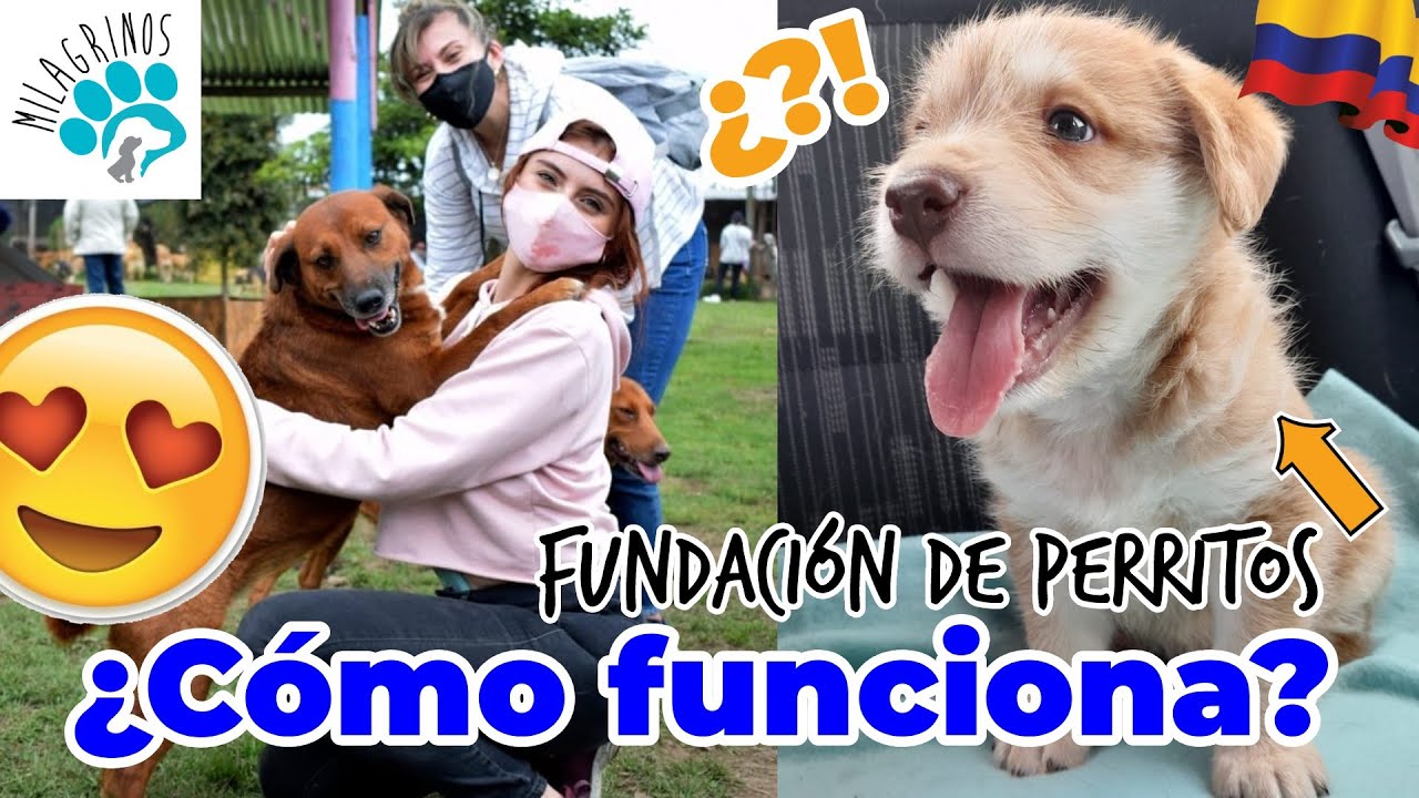 ¿CÓMO FUNCIONA un refugio para PERROS? En Colombia 💙