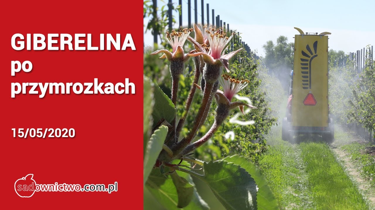 GIBERELINA po przymrozkach - Gala, Szampion, Golden - 15/05/2020