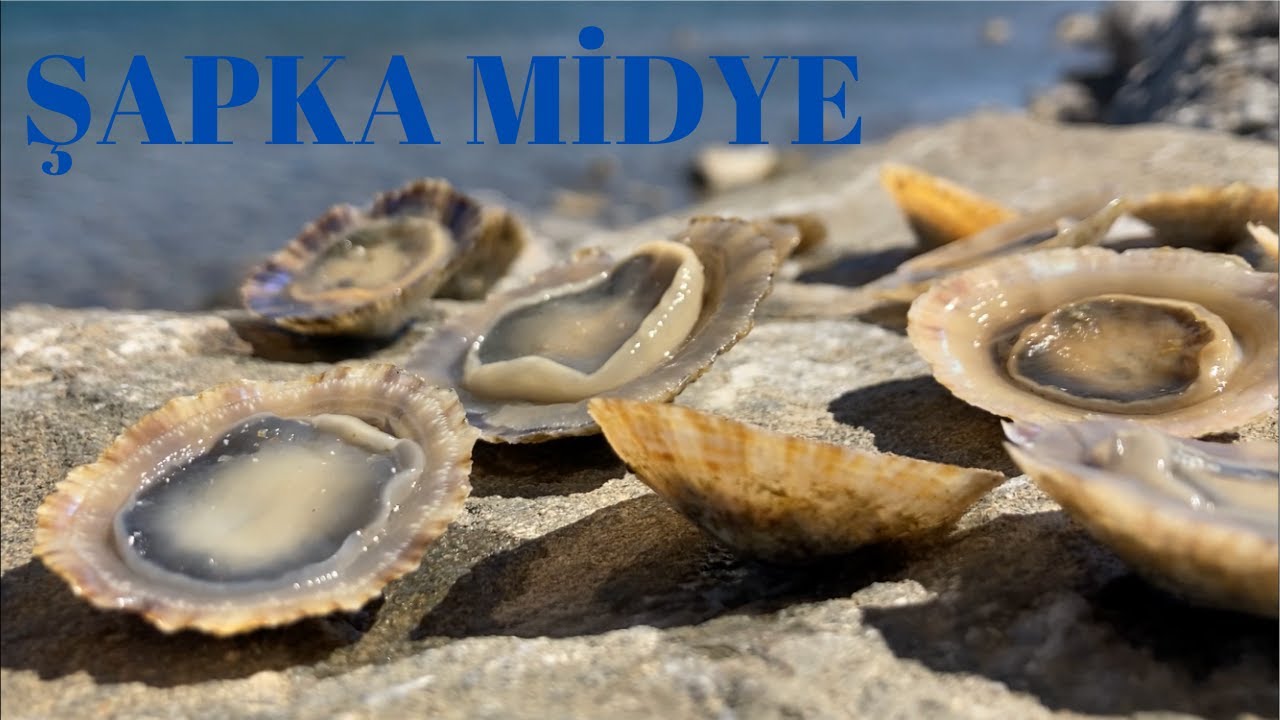 Şapka Midye! Midye Topladım, Pişirip Yedim!