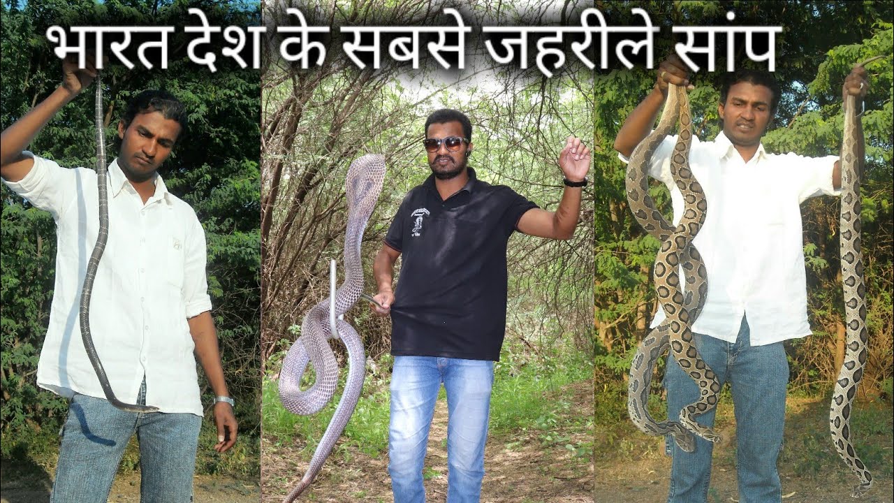 यही है वो 4 जहरीले सांप, जो अक्सर इसके ही काटे जाने पर लोगों की मौत होती है, Most venomous snake