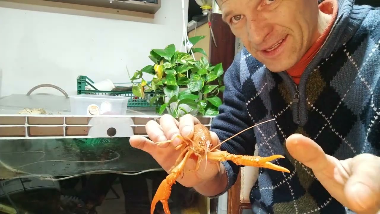 Флоридский рак.Как определить пол у рака.Кормление без особых затрат.#рак #aquarium #аквариум