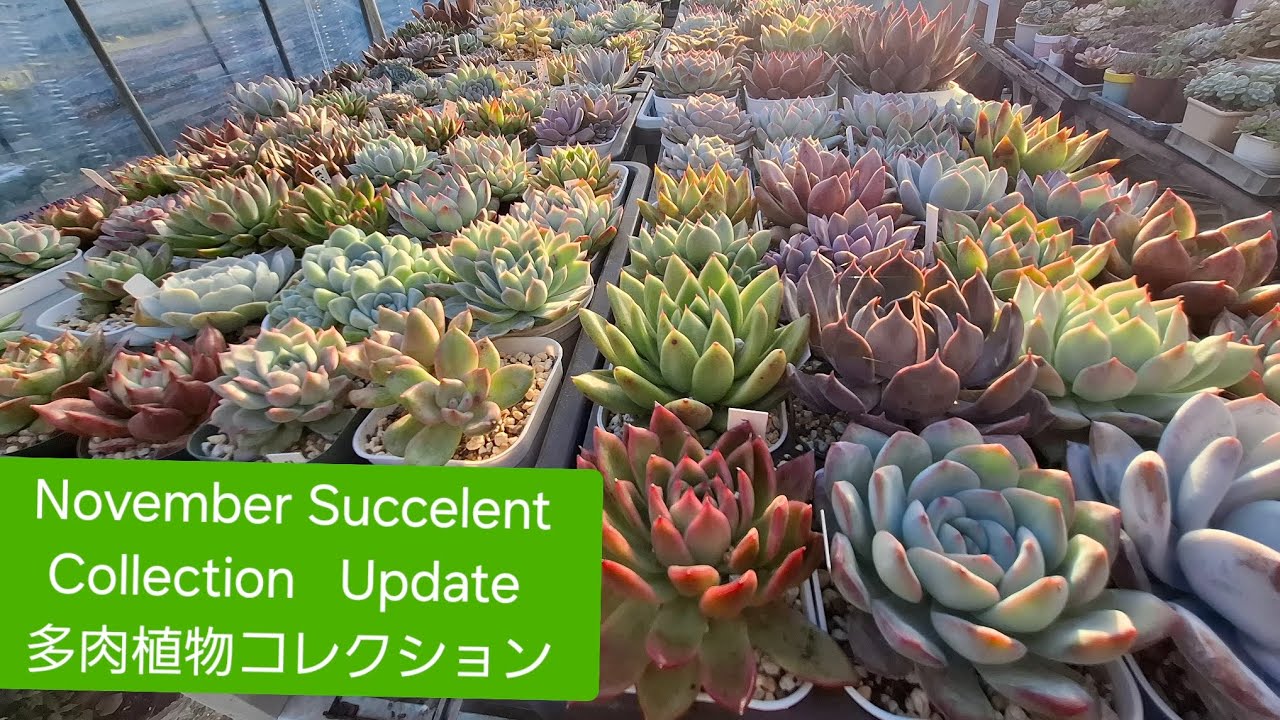 [Succelent ]Green House Succelent collection November Update 冬来る前のタニパト