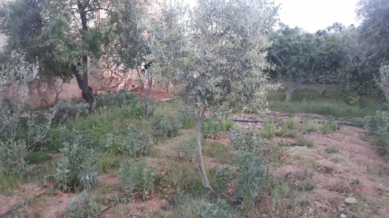 جولة بالطبيعة الخلابة و تاريخ قلعة إسنادة التاريخية