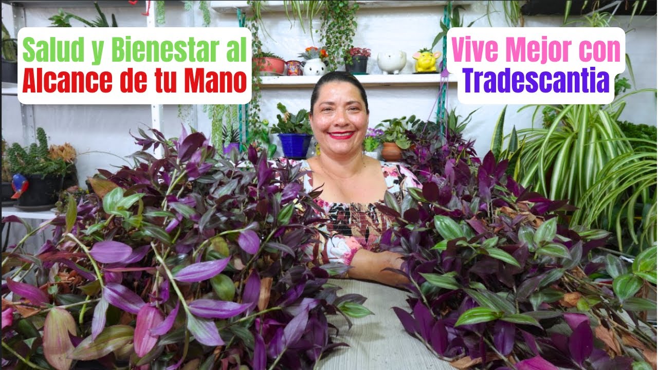 ¡Descubre el Tesoro Oculto en tu Hogar! Los Increíbles Beneficios de la Tradescantia