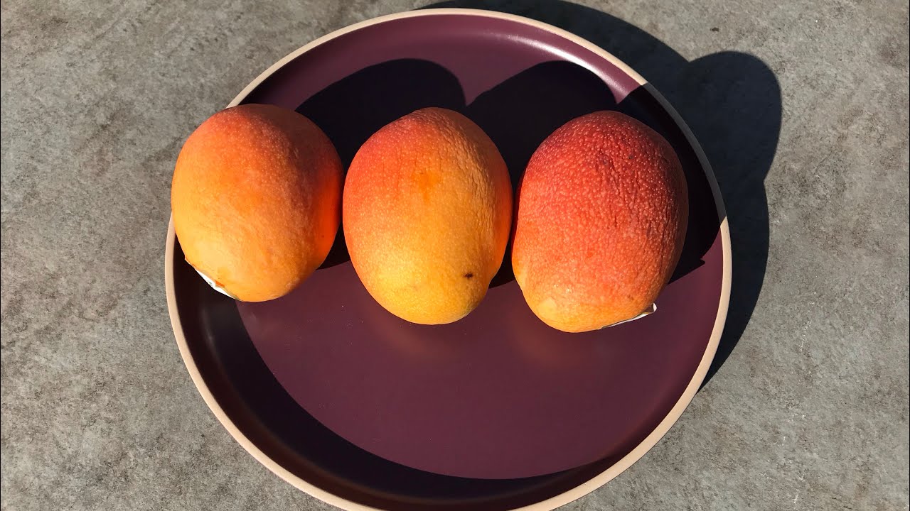 Apple mango [Mangifera indica]