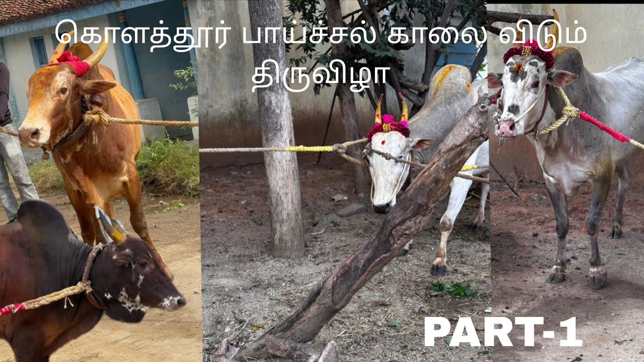 கொளத்தூர் பாய்ச்சல் காலை விடும் திருவிழா part-1 #treanding #viral 