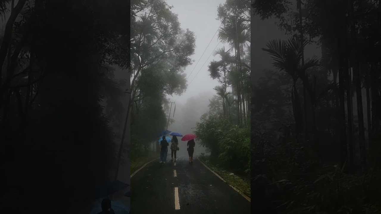 SINGLEROOT BRIDGE #shillongadventures #singlerootbridge #monsoonseason #nature #Heavyrain #meghalaya
