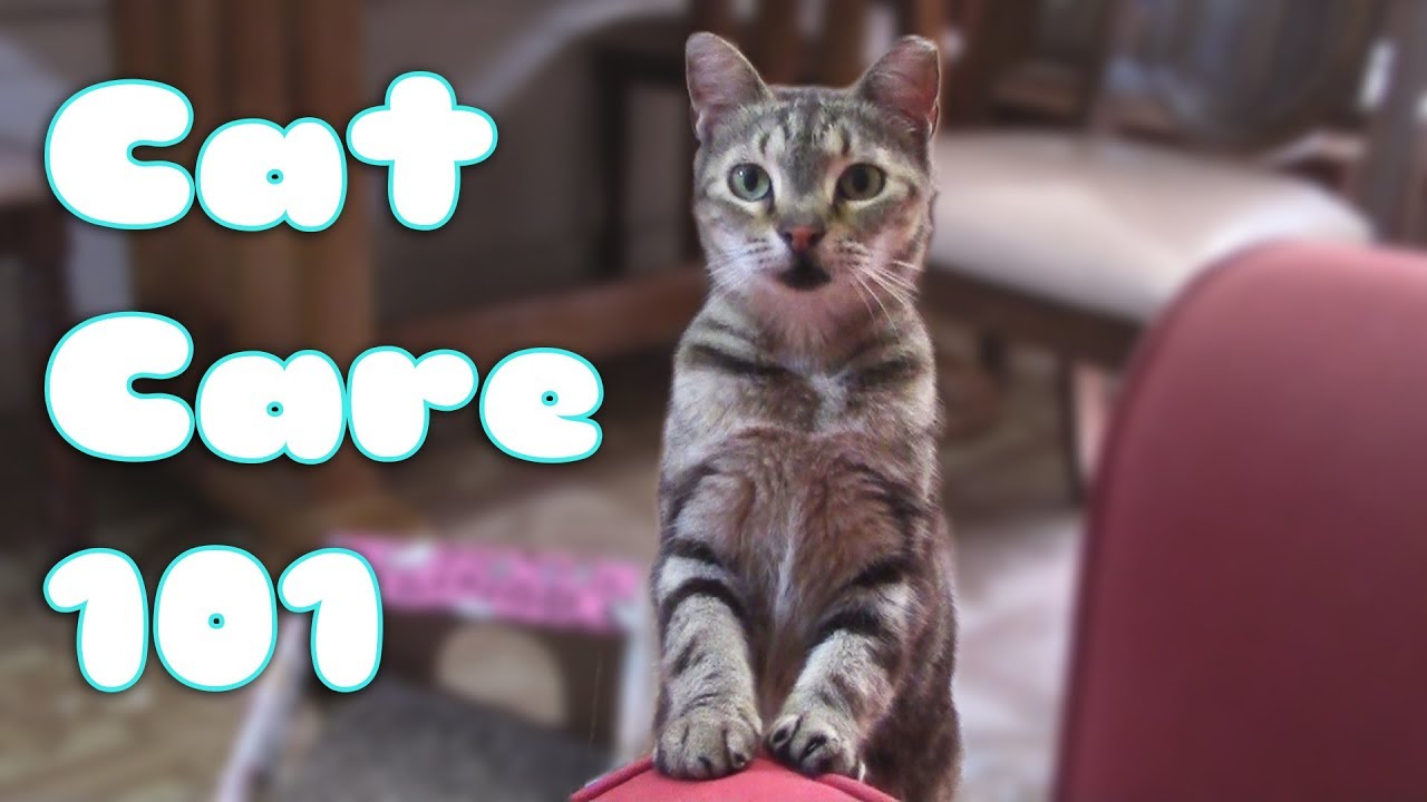 HOW TO CARE FOR A CAT or KITTEN! (101 EVERYTHING YOU NEED TO KNOW) -Pet Care