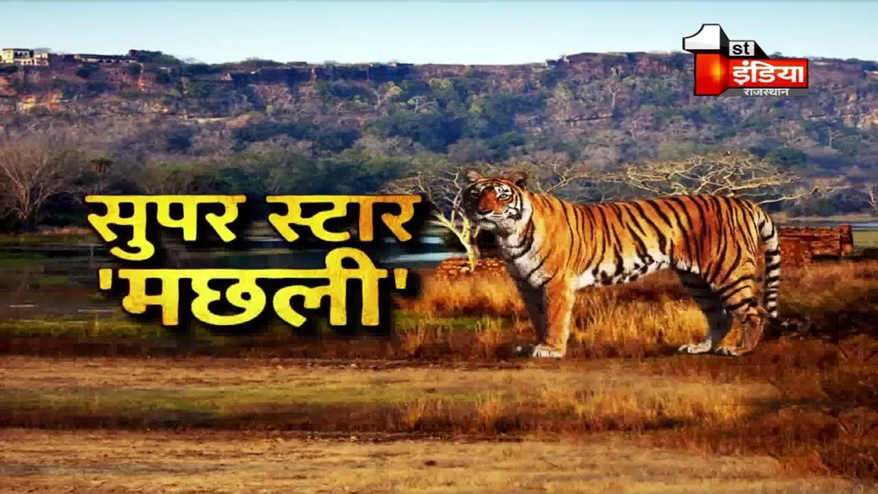 करोड़ों में थी 'मछली' की आमदनी | Story Of Bengal Tigress who lived in Ranthambore National Park