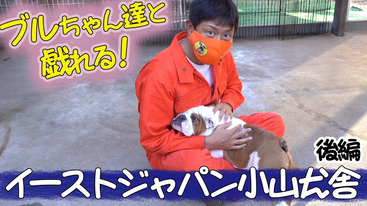 【ブルドッグの子犬！！】イーストジャパン小山犬舎へ潜入！【後編】