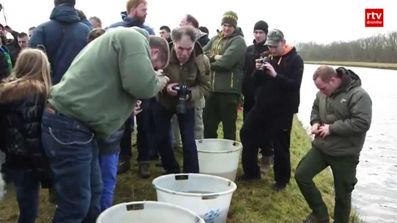 Honderden karpers het water in bij Tynaarlo
