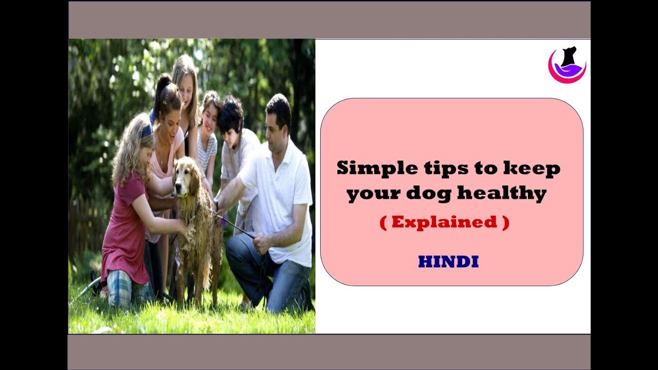 Simple tips to keep your dog healthy ( explained ) in Hindi