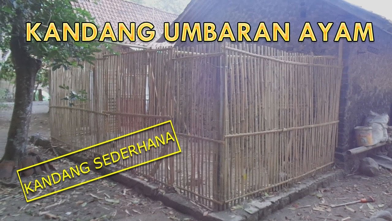 Pembuatan Kandang Umbaran Ayam Kampung Sederhana dari Bambu