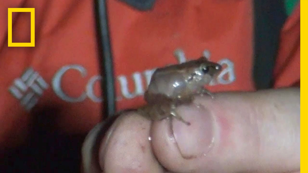 Stumbling Upon a Tiny New Frog Species by Night | On Assignment