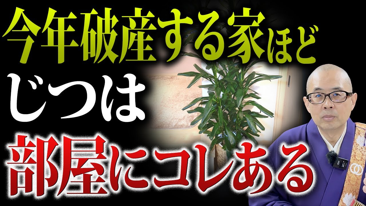取り扱い注意！こんな観葉植物を放置していると今年中に破産してしまいます。【金運/運気/観葉植物】