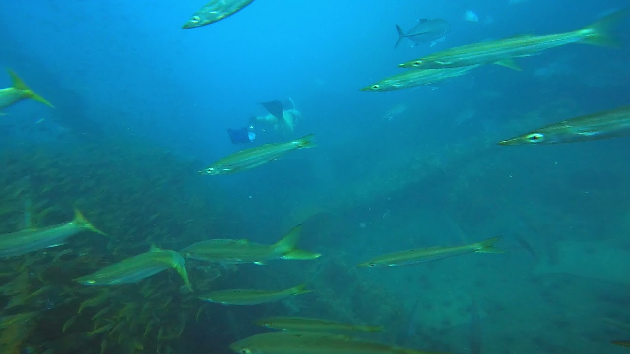 HTMS Chang wreck freediving
